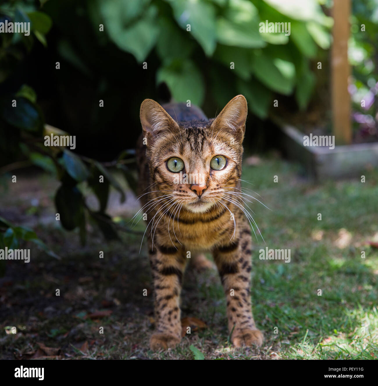 Eine schöne häuslich Bengalkatze direkt in die Kamera, während draußen im Garten Umgebung suchen Stockfoto