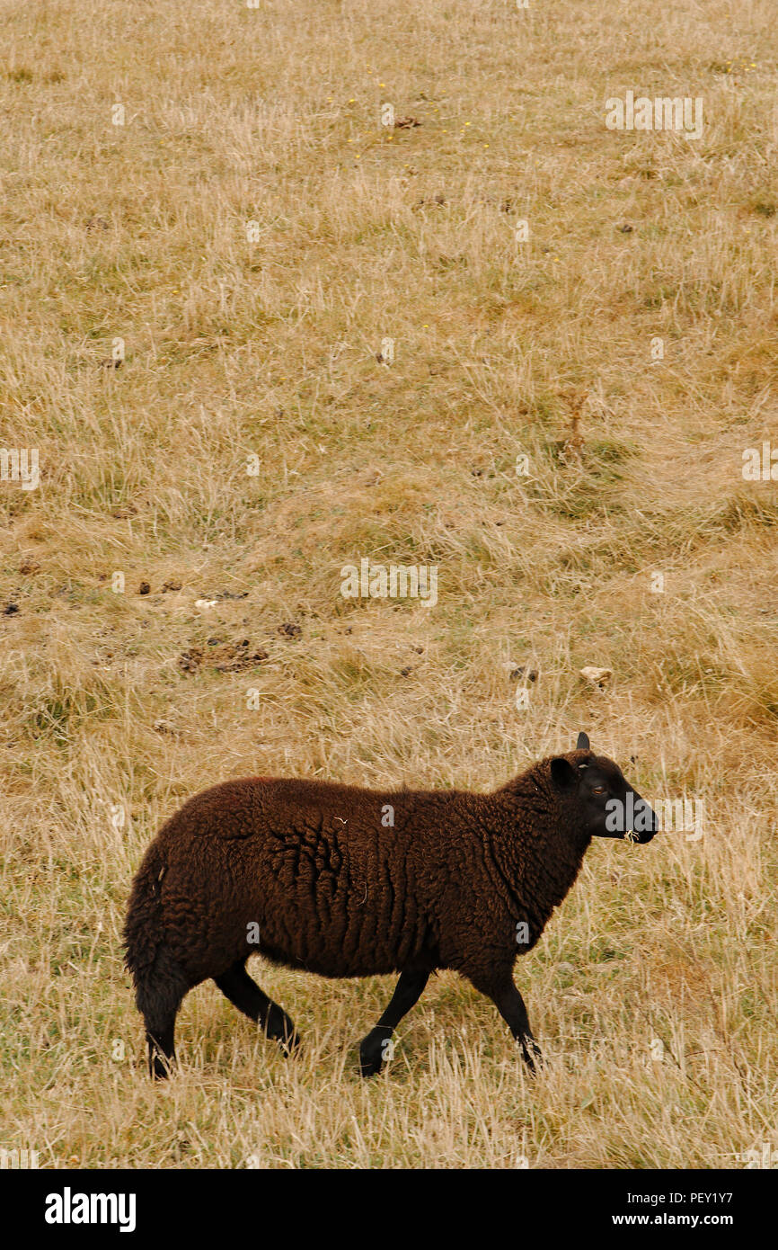 Ein schwarzes Schaf zu Fuß durch Weide. Kopieren Sie Platz in den oberen zwei Dritteln. Stockfoto