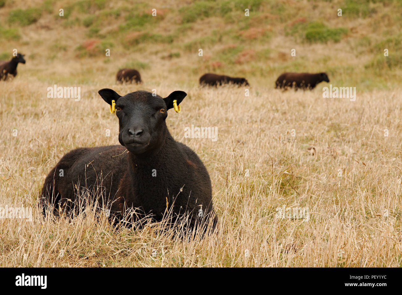 Ein schwarzes Schaf liegend in der Weide, mehr schwarze Schafe sind unscharf im Hintergrund. Stockfoto