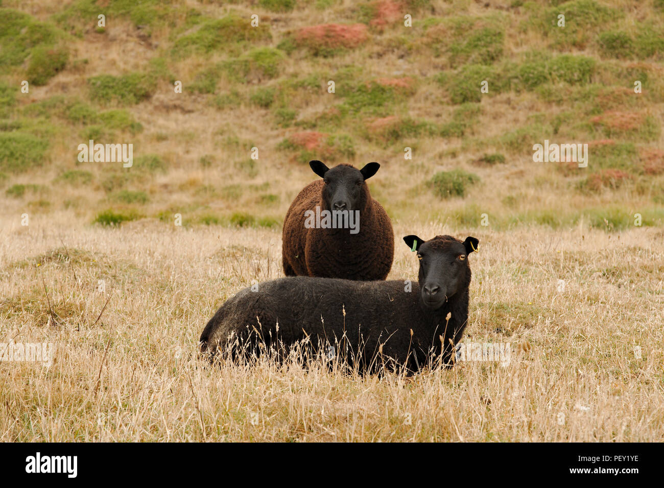 Schwarze Schafe Mutter und Tochter (Schaf und Lamm) gemeinsam für eine "Family Portrait". Stockfoto