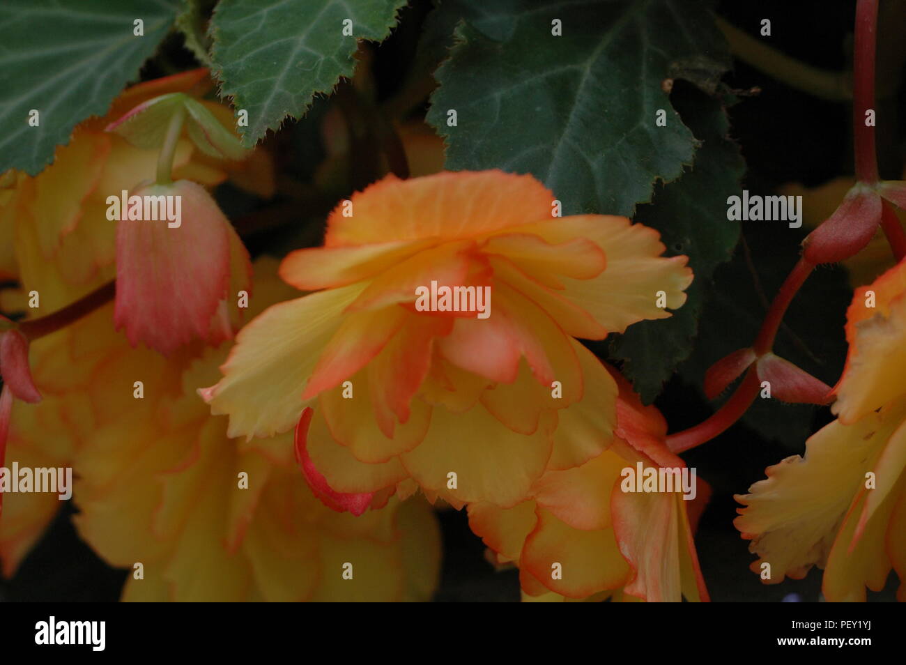 Ein Bündel von Begonia von meinen Spaziergang vor ein paar Tagen Stockfoto