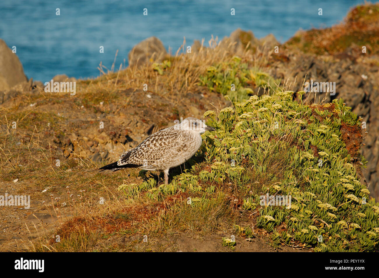 Ein junger Heringe Möwe auf einer Klippe. Stockfoto