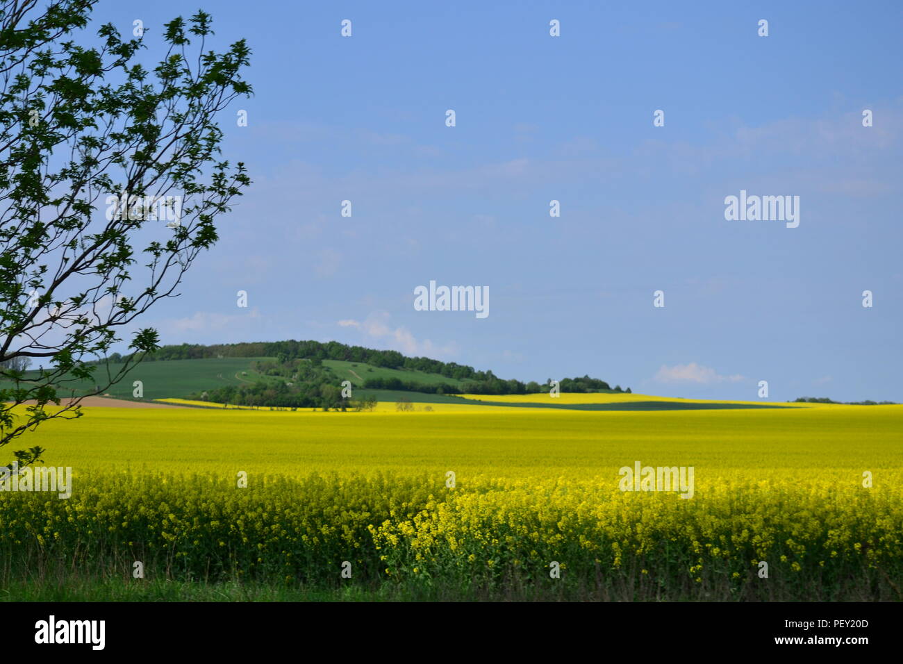 Landschaft - gelbe Felder von Raps im Frühjahr, grüne Wiesen, blauer Himmel Stockfoto