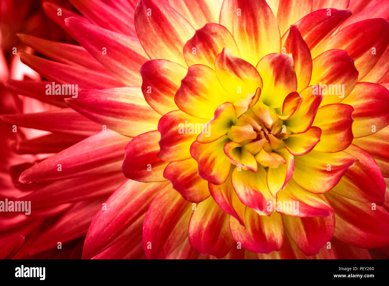 Rote, orange und gelbe Flamme Farben Dahlie Blume mit gelben Center Nahaufnahme Makro Foto. Foto Betonung der hellen Rot und rosa Farben und ein Stockfoto