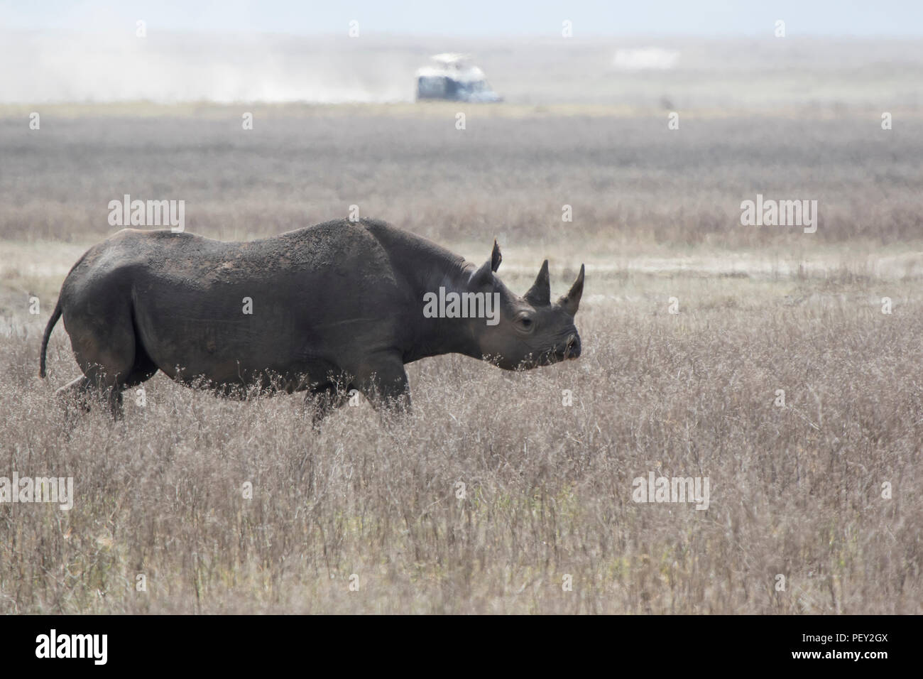 Schwarzes Nashorn oder Haken die Nashörner, Spaziergänge entlang einer getrockneten Savanne im Ngorongoro Krater Stockfoto