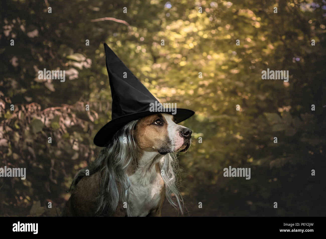 Adorable Hund für Halloween als freundlich Wald Hexe gekleidet. Cute Staffordshire Terrier im Kostüm mit Hut und graues Haar in natürlichen Herbst Wald ba Stockfoto
