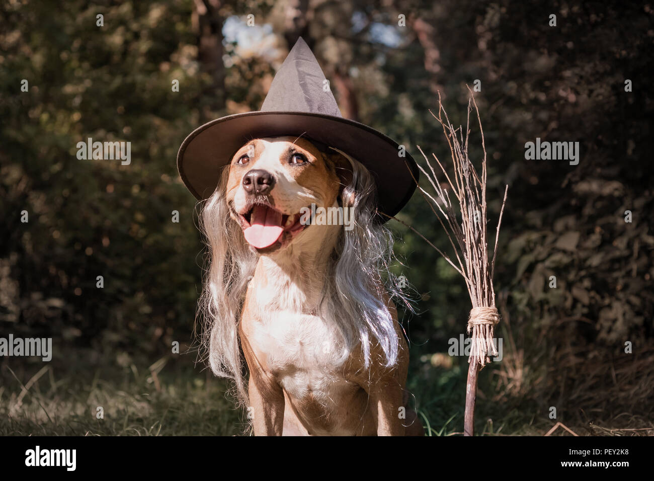 Schöner Hund mit Besen für Halloween als freundlich Wald Hexe gekleidet. Cute Staffordshire Terrier Welpe in maskerade Kostüm mit Witch's b Stockfoto