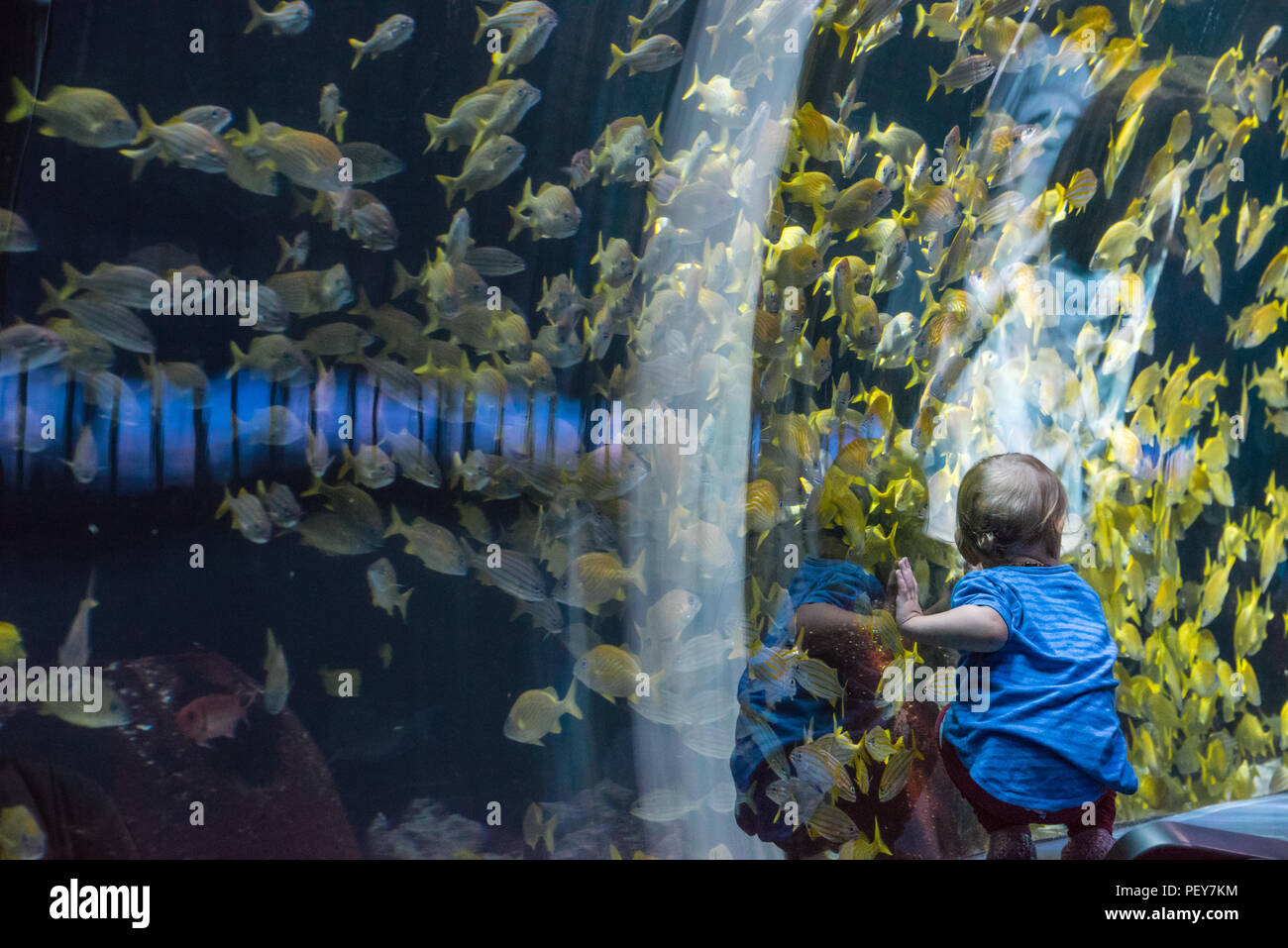 Kleines Kind aufmerksam beobachten, eine Schule der hellen gelben Fisch aus dem Ozean Voyager acryl Tunnel am Georgia Aquarium in Atlanta, Georgia. (USA) Stockfoto