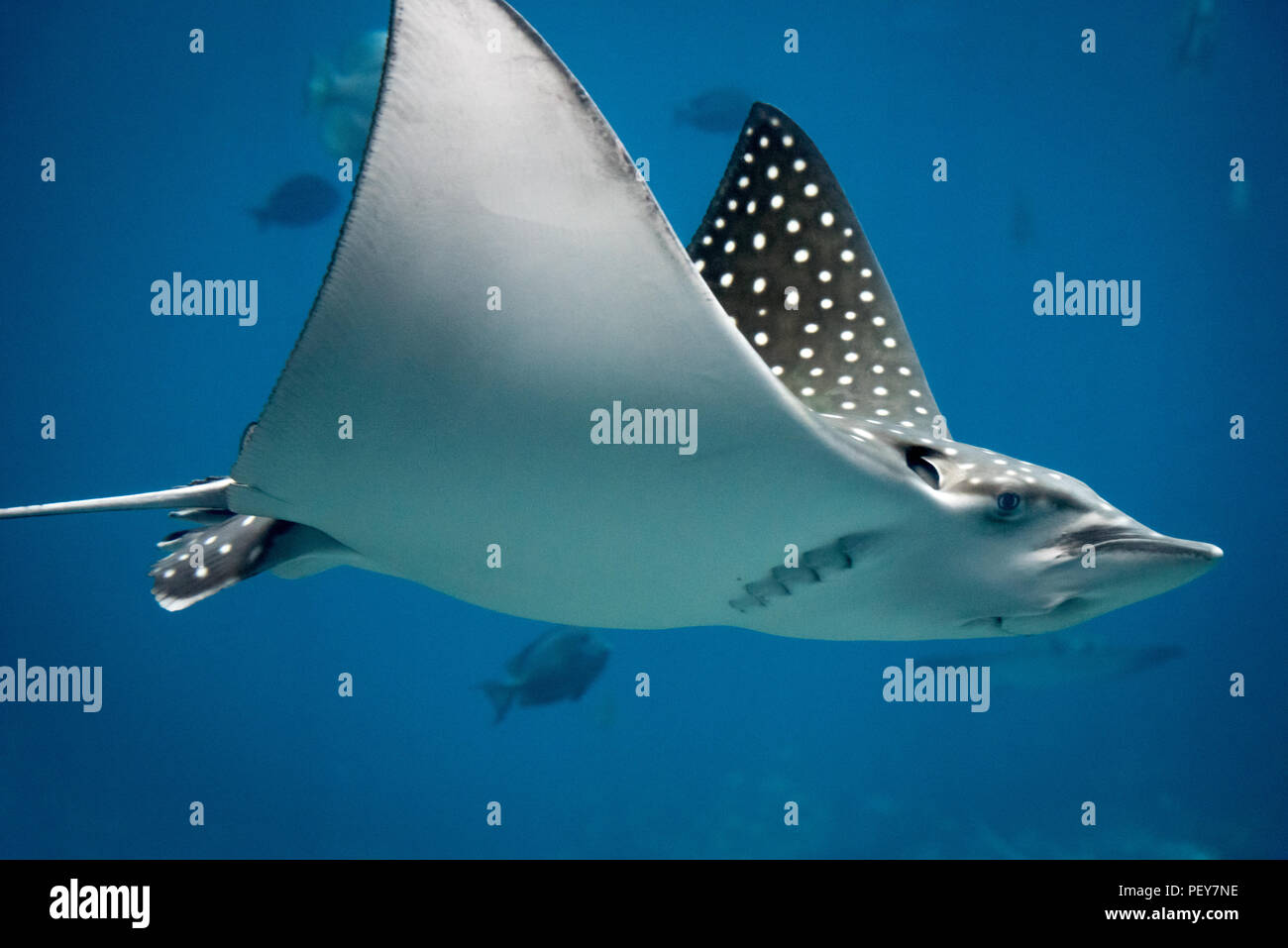 Einen würdevollen und schönen spotted Eagle Ray am Georgia Aquarium in Atlanta, Georgia. (USA) Stockfoto