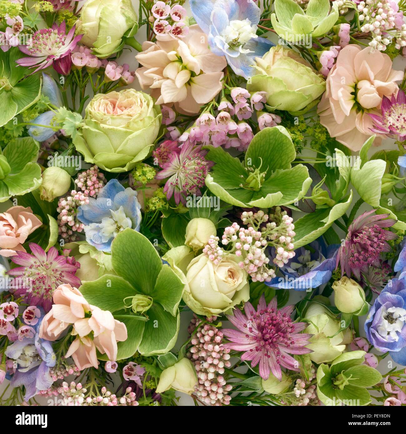 Frühling Blumen in quadratischer Form, Studio gedreht. Stockfoto