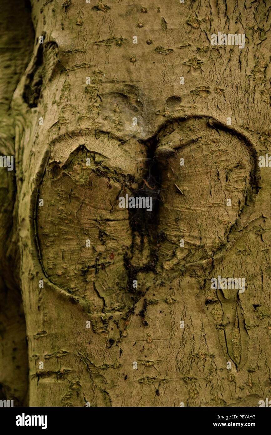 Baum-Rinde-Textur Stockfoto