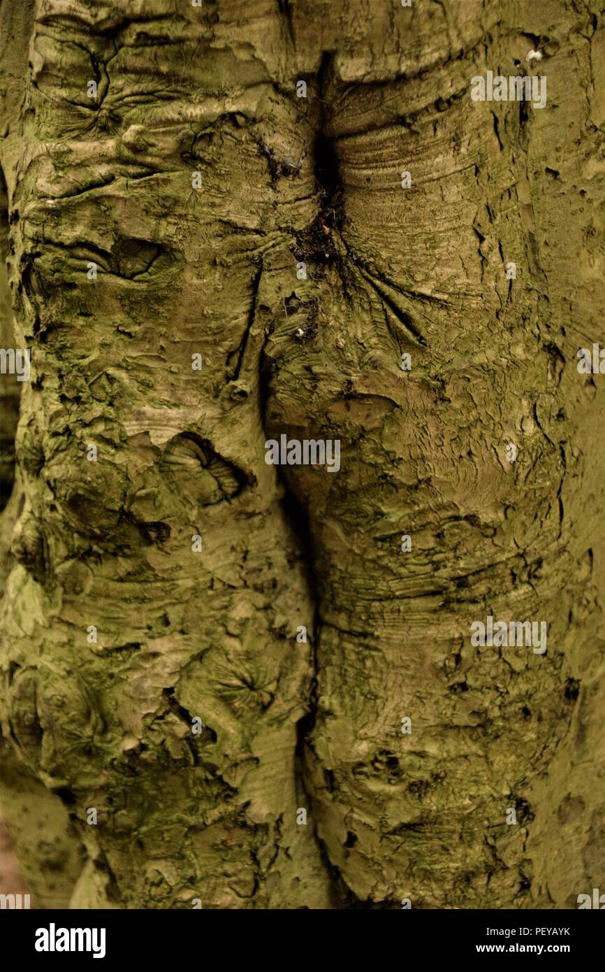 Baum-Rinde-Textur Stockfoto