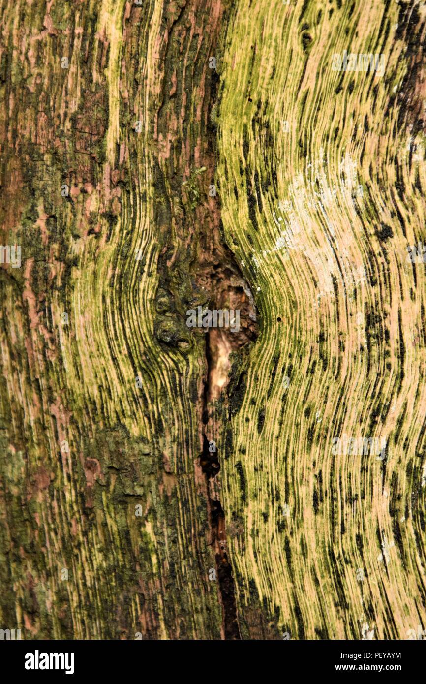 Baum-Rinde-Textur Stockfoto