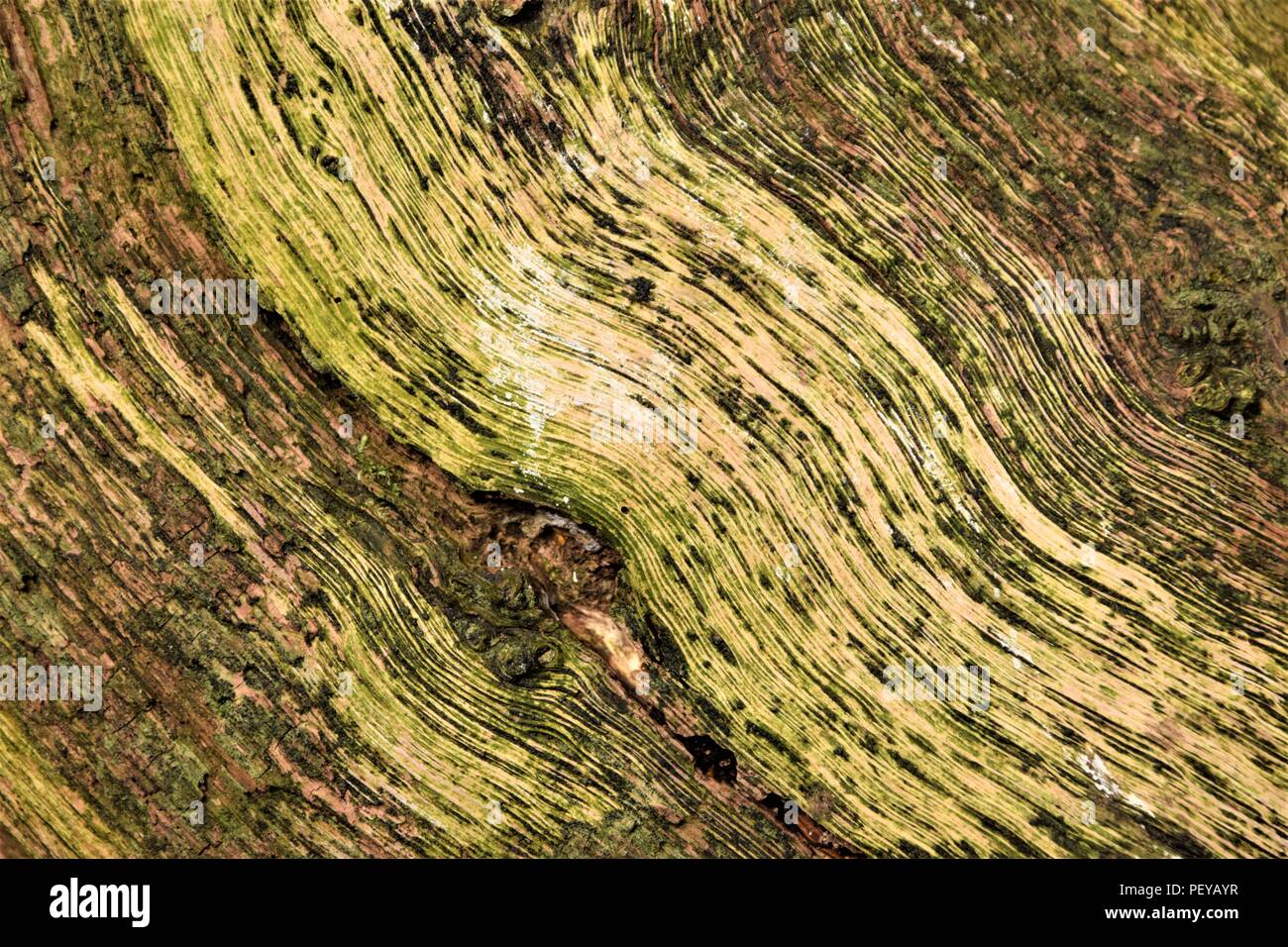 Baum-Rinde-Textur Stockfoto