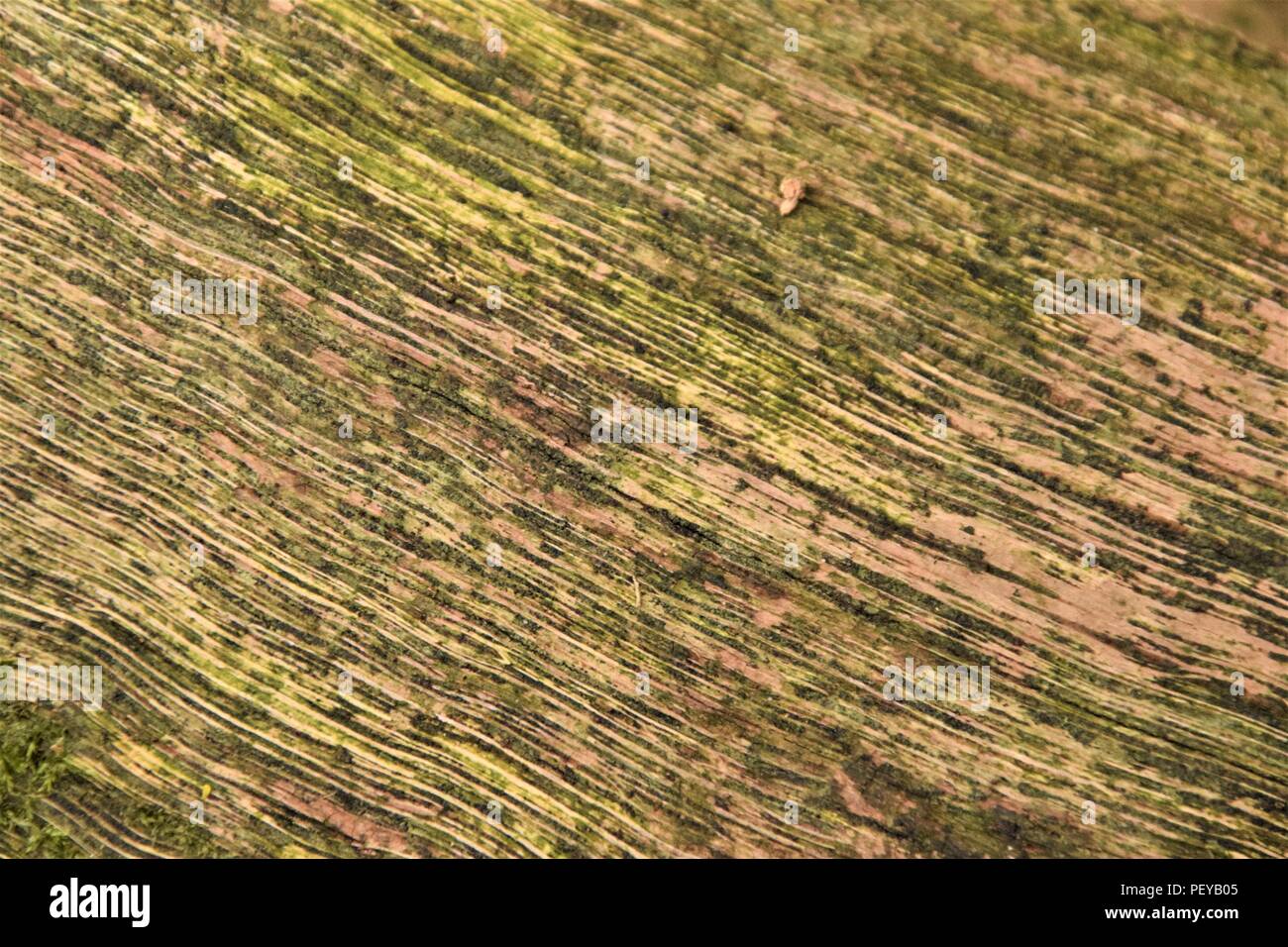 Baum-Rinde-Textur Stockfoto