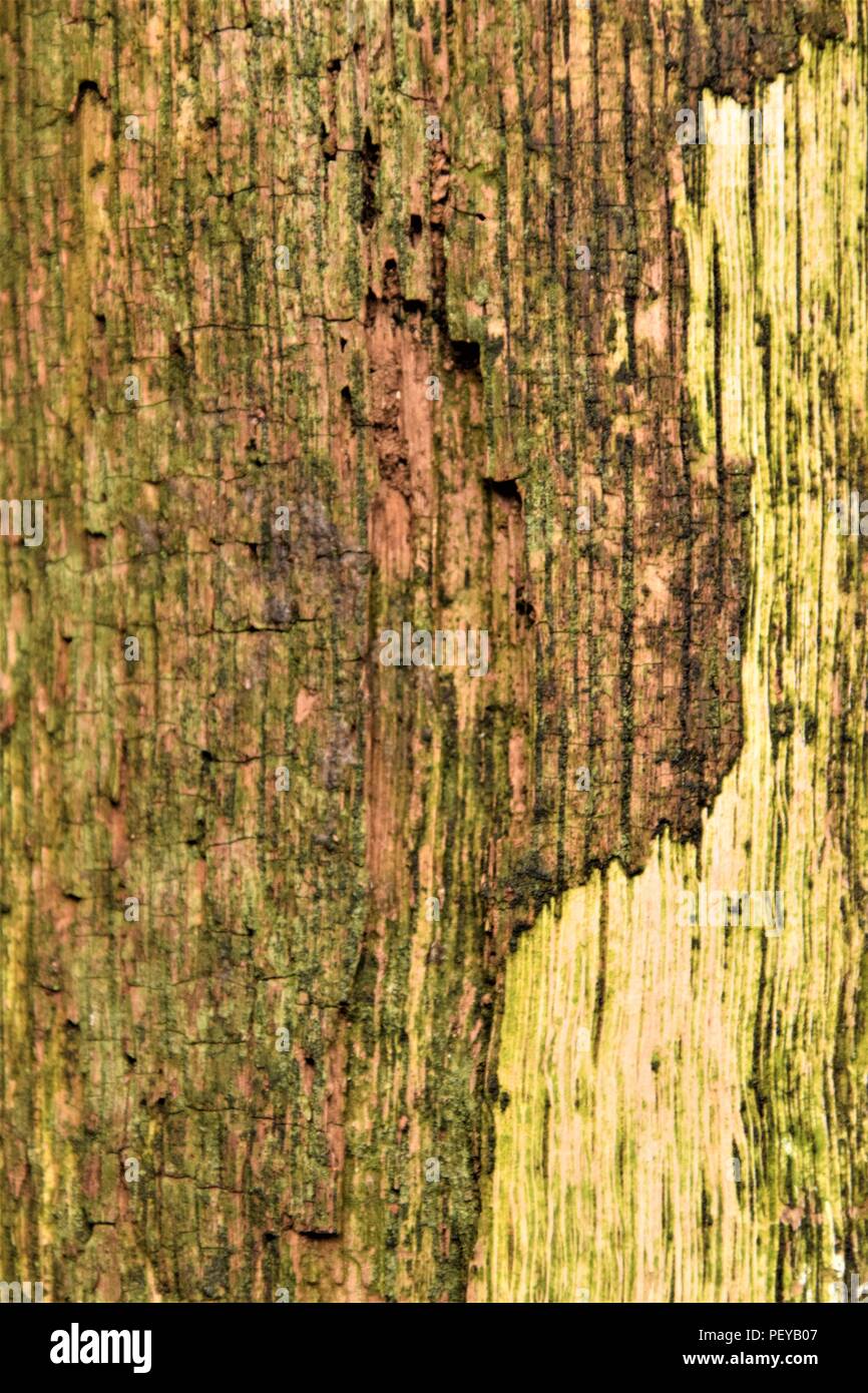 Baum-Rinde-Textur Stockfoto
