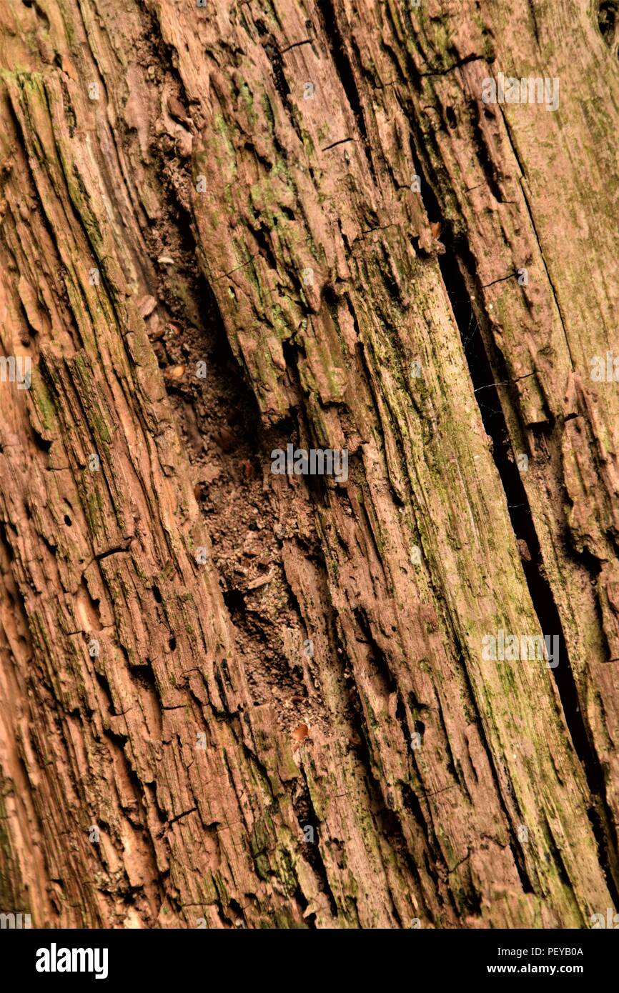 Baum-Rinde-Textur Stockfoto