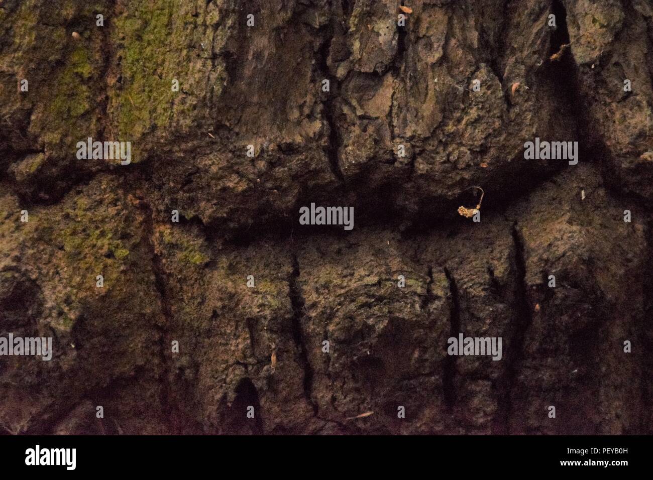 Baum-Rinde-Textur Stockfoto