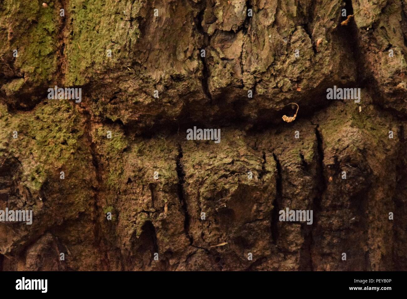 Baum-Rinde-Textur Stockfoto