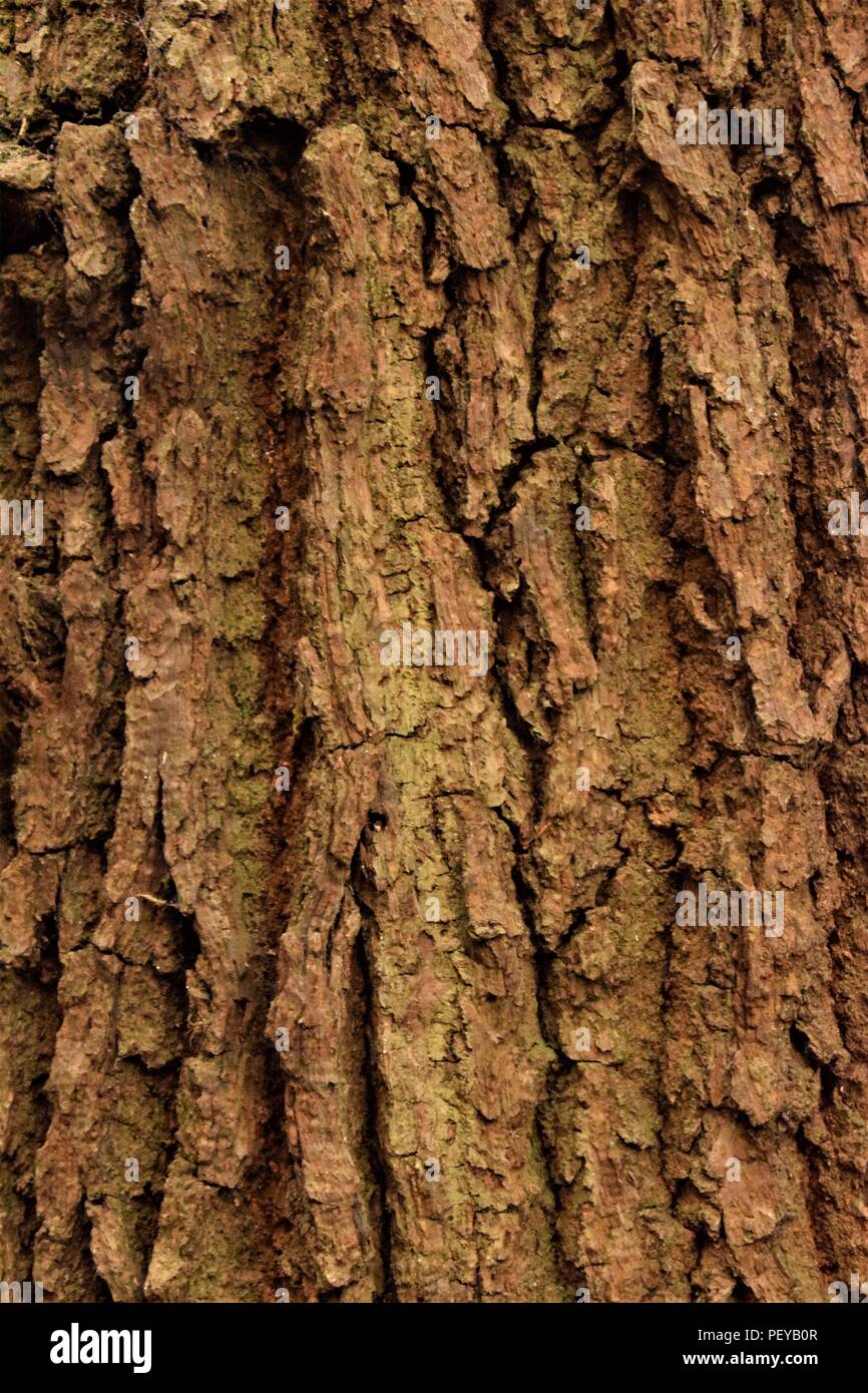 Baum-Rinde-Textur Stockfoto