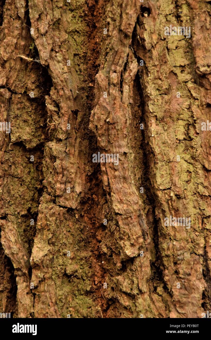 Baum-Rinde-Textur Stockfoto