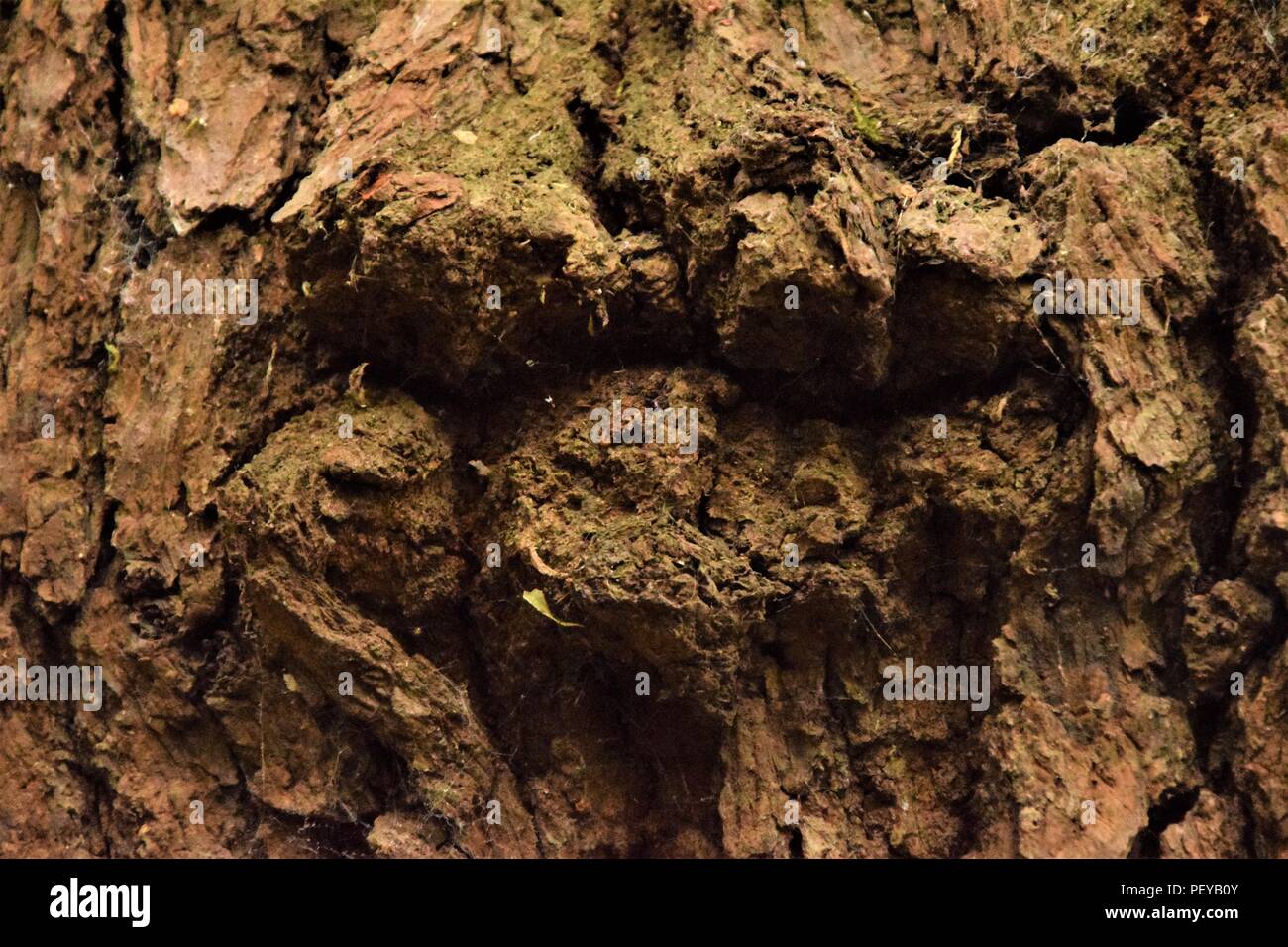 Baum-Rinde-Textur Stockfoto