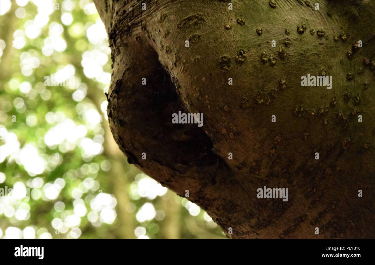 Baum-Rinde-Textur Stockfoto