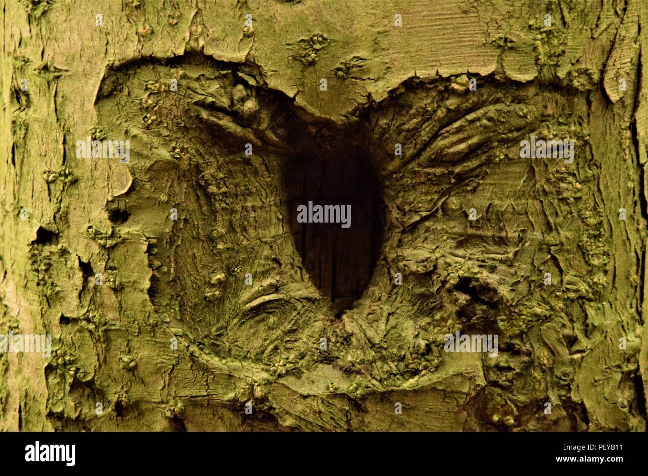 Baum-Rinde-Textur Stockfoto