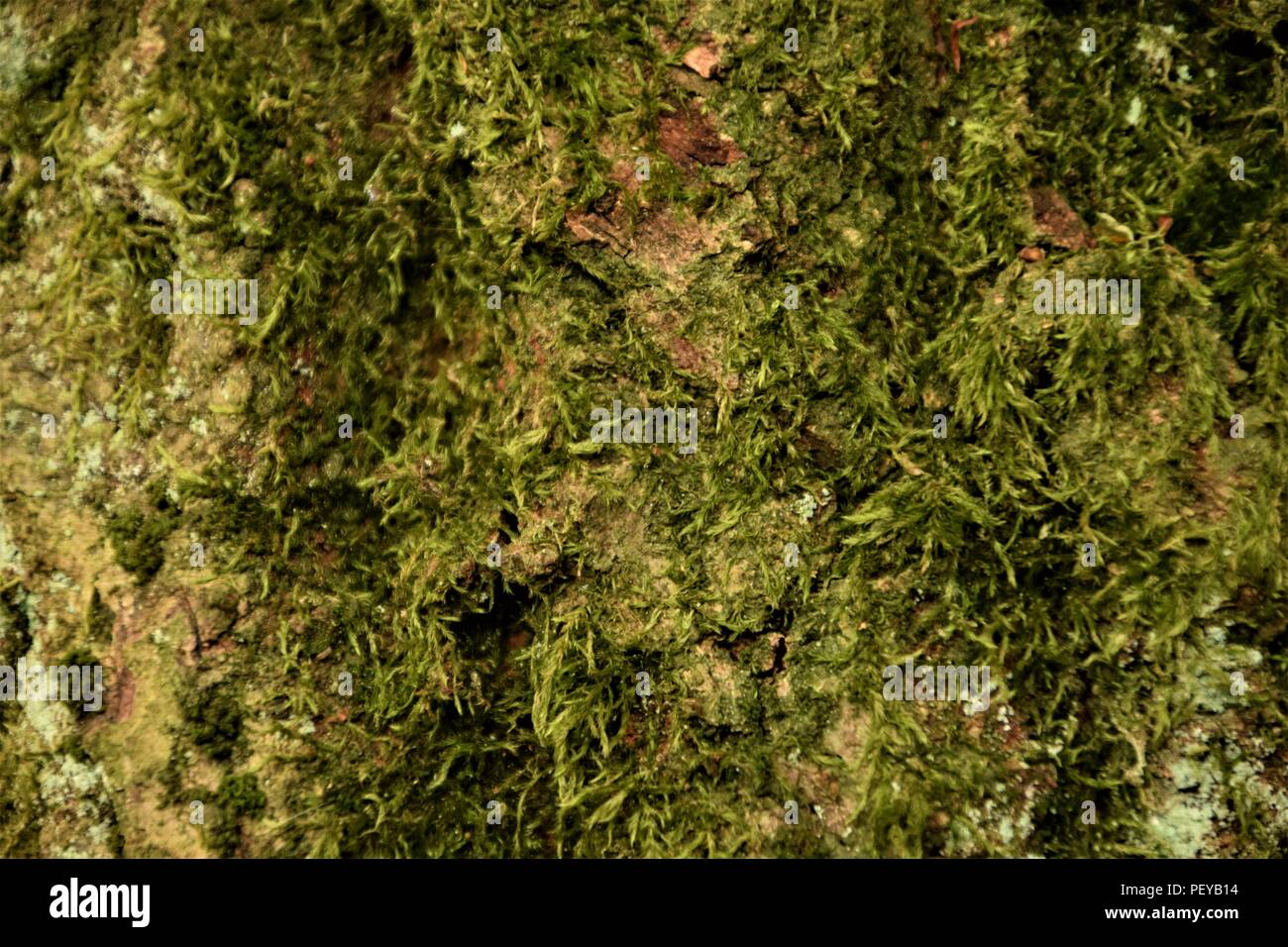 Baum-Rinde-Textur Stockfoto