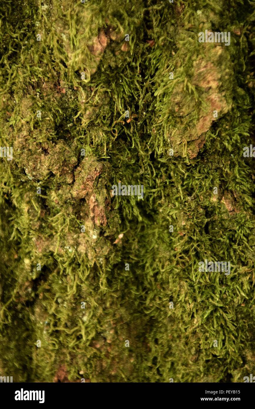 Baum-Rinde-Textur Stockfoto