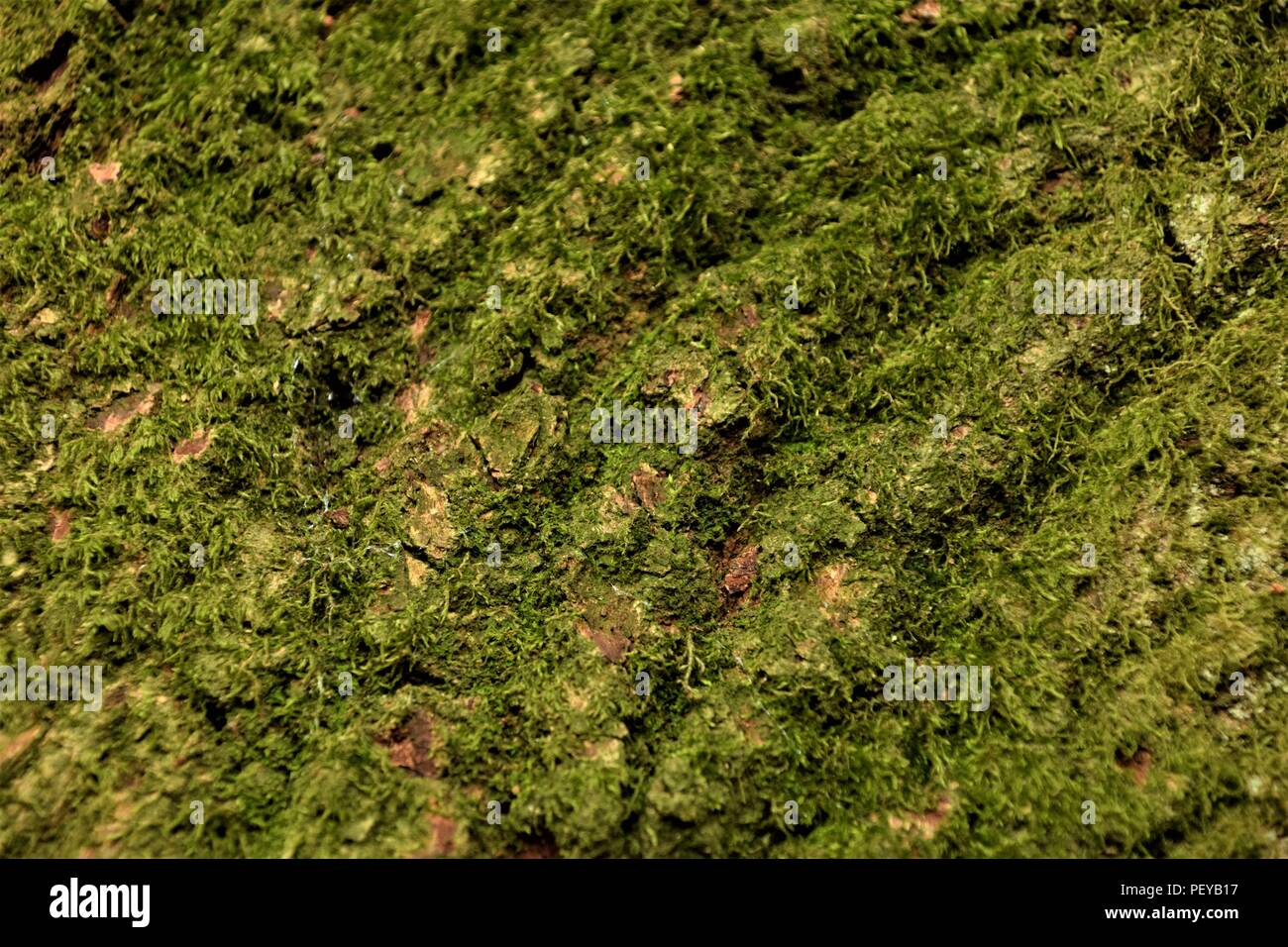 Baum-Rinde-Textur Stockfoto