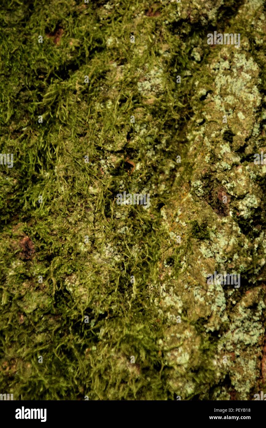 Baum-Rinde-Textur Stockfoto