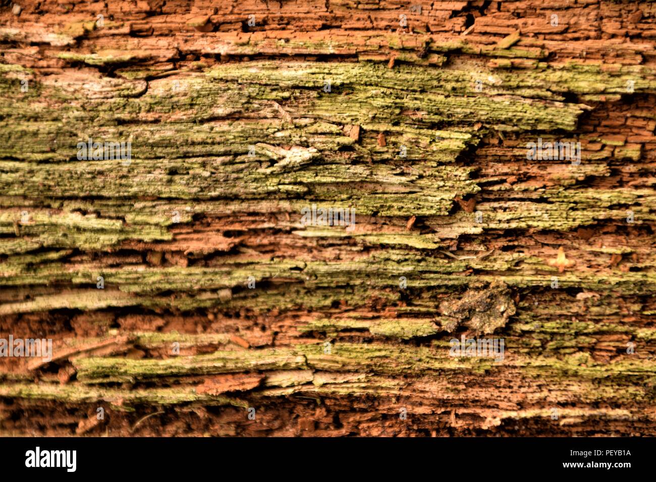 Baum-Rinde-Textur Stockfoto