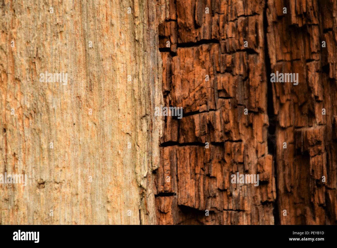 Baum-Rinde-Textur Stockfoto