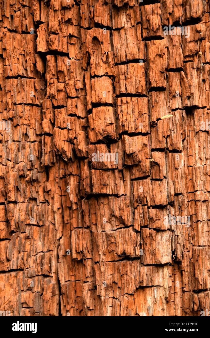 Baum-Rinde-Textur Stockfoto