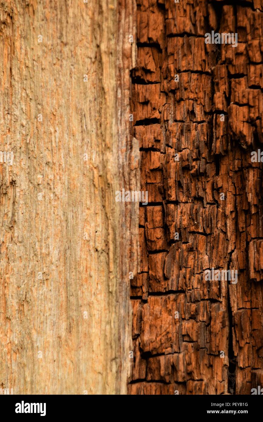 Baum-Rinde-Textur Stockfoto