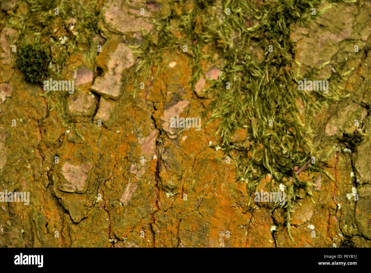 Baum-Rinde-Textur Stockfoto