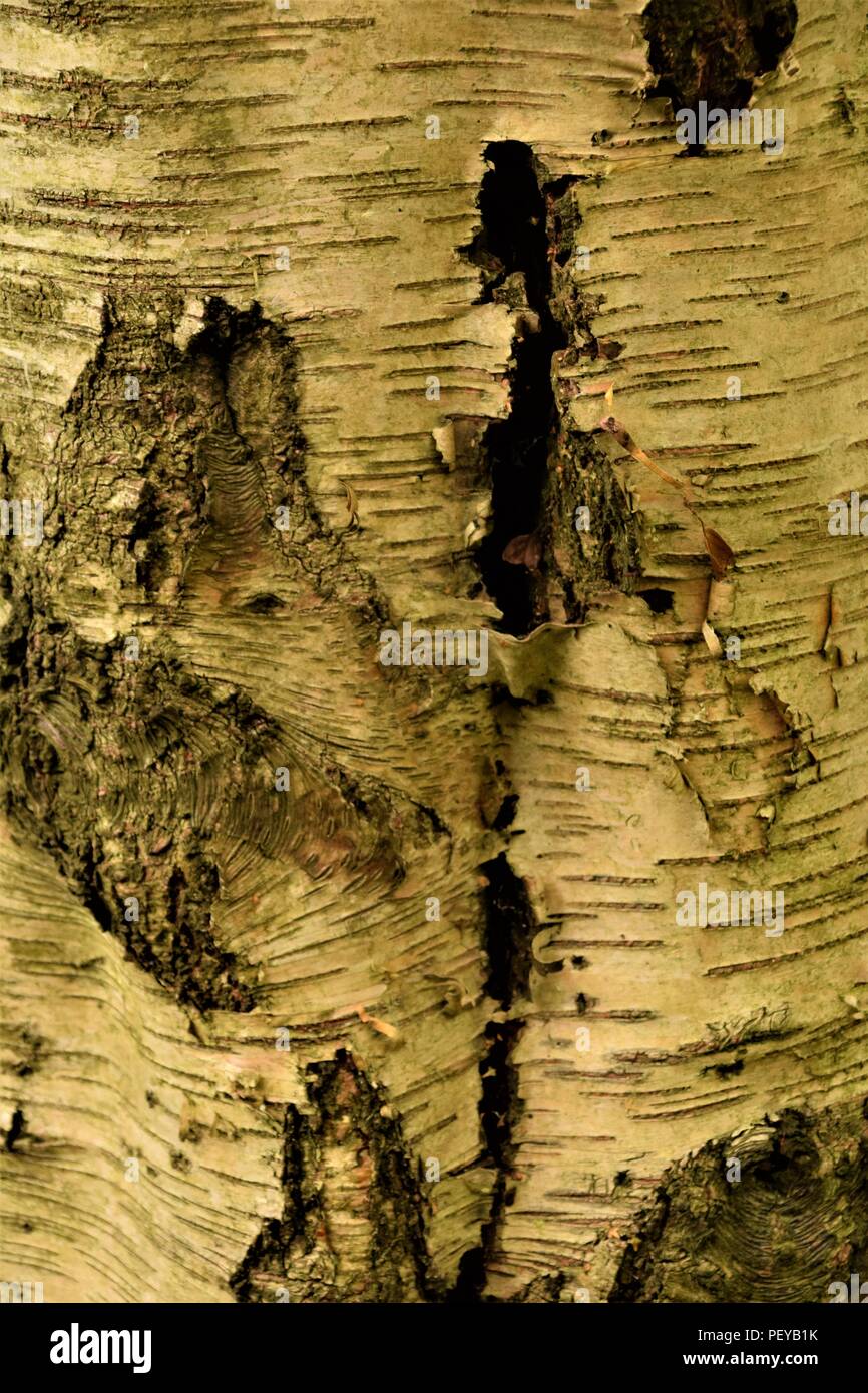 Baum-Rinde-Textur Stockfoto