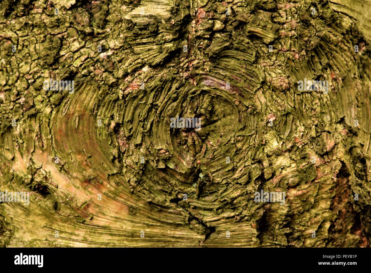 Baum-Rinde-Textur Stockfoto