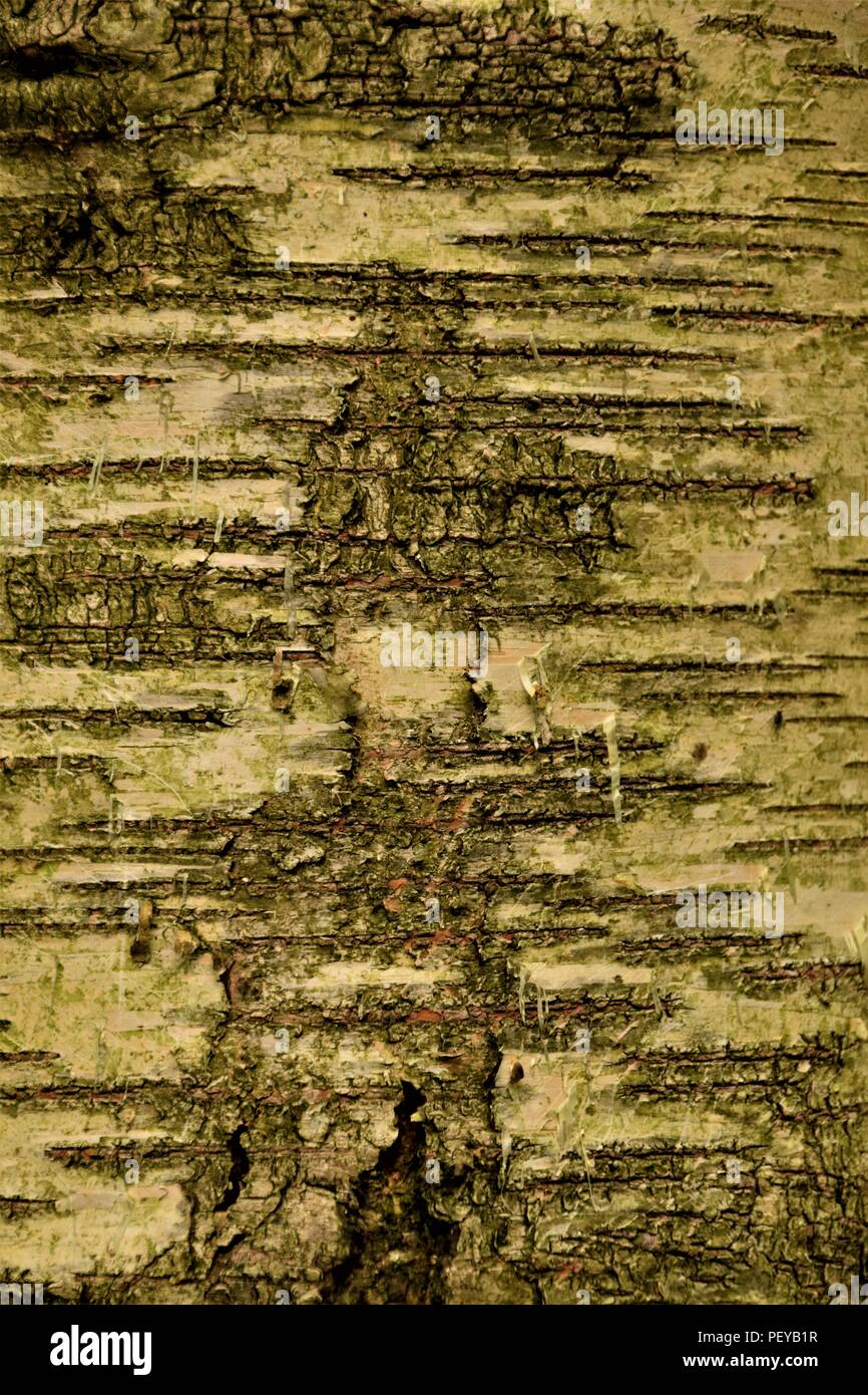Baum-Rinde-Textur Stockfoto