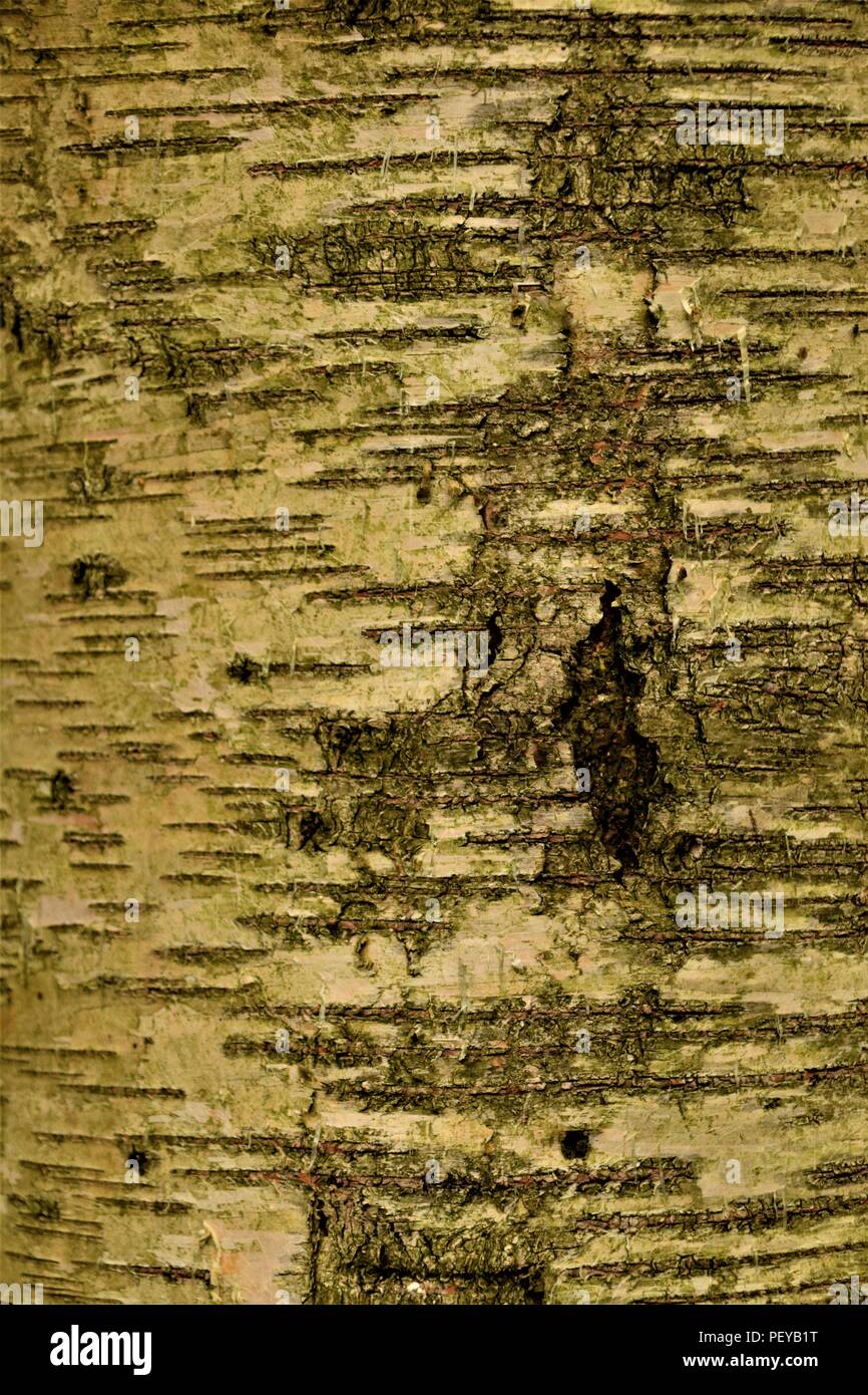 Baum-Rinde-Textur Stockfoto