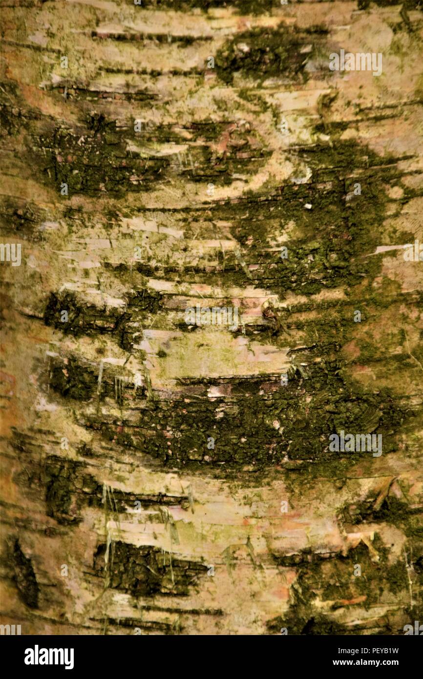 Baum-Rinde-Textur Stockfoto