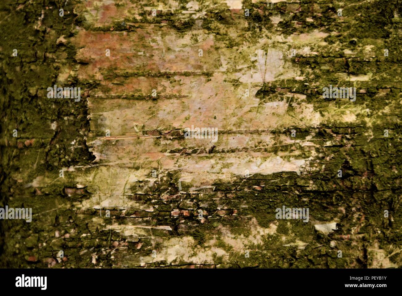 Baum-Rinde-Textur Stockfoto