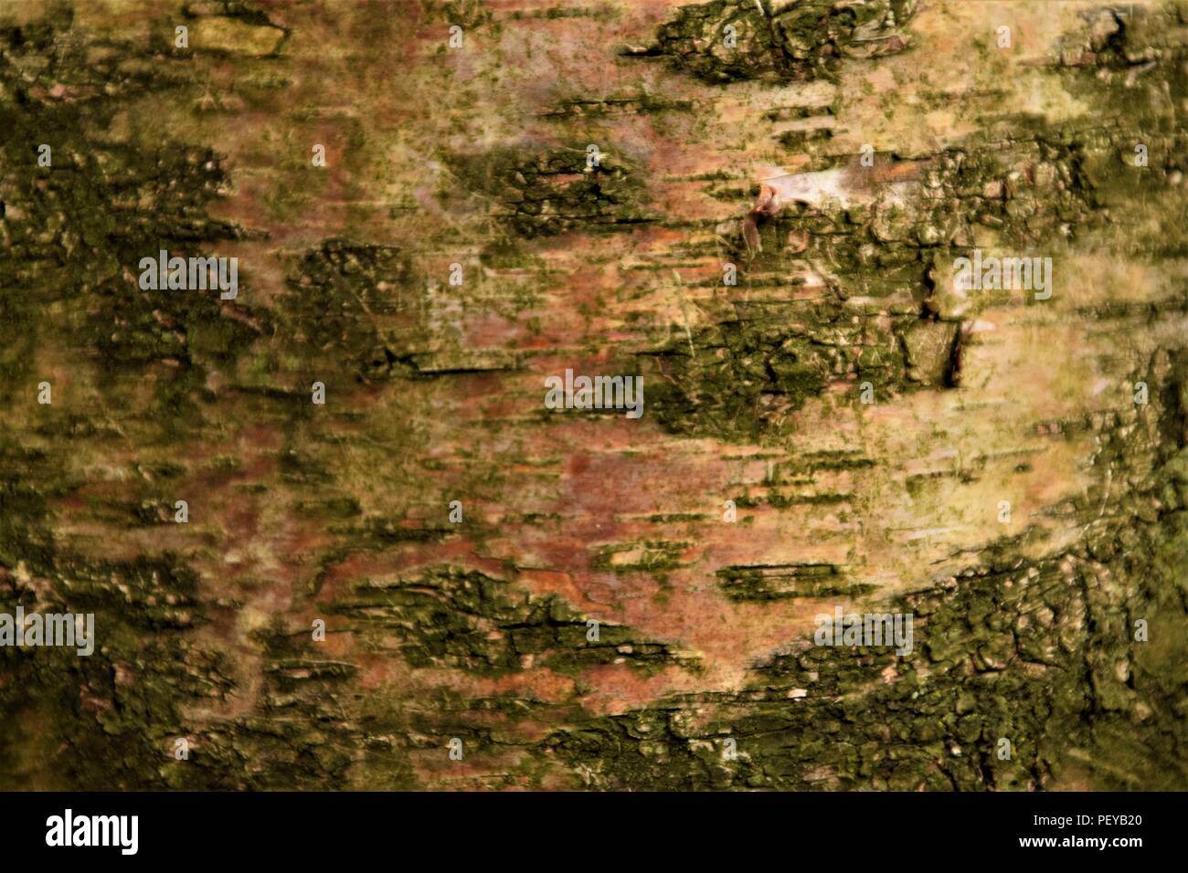 Baum-Rinde-Textur Stockfoto