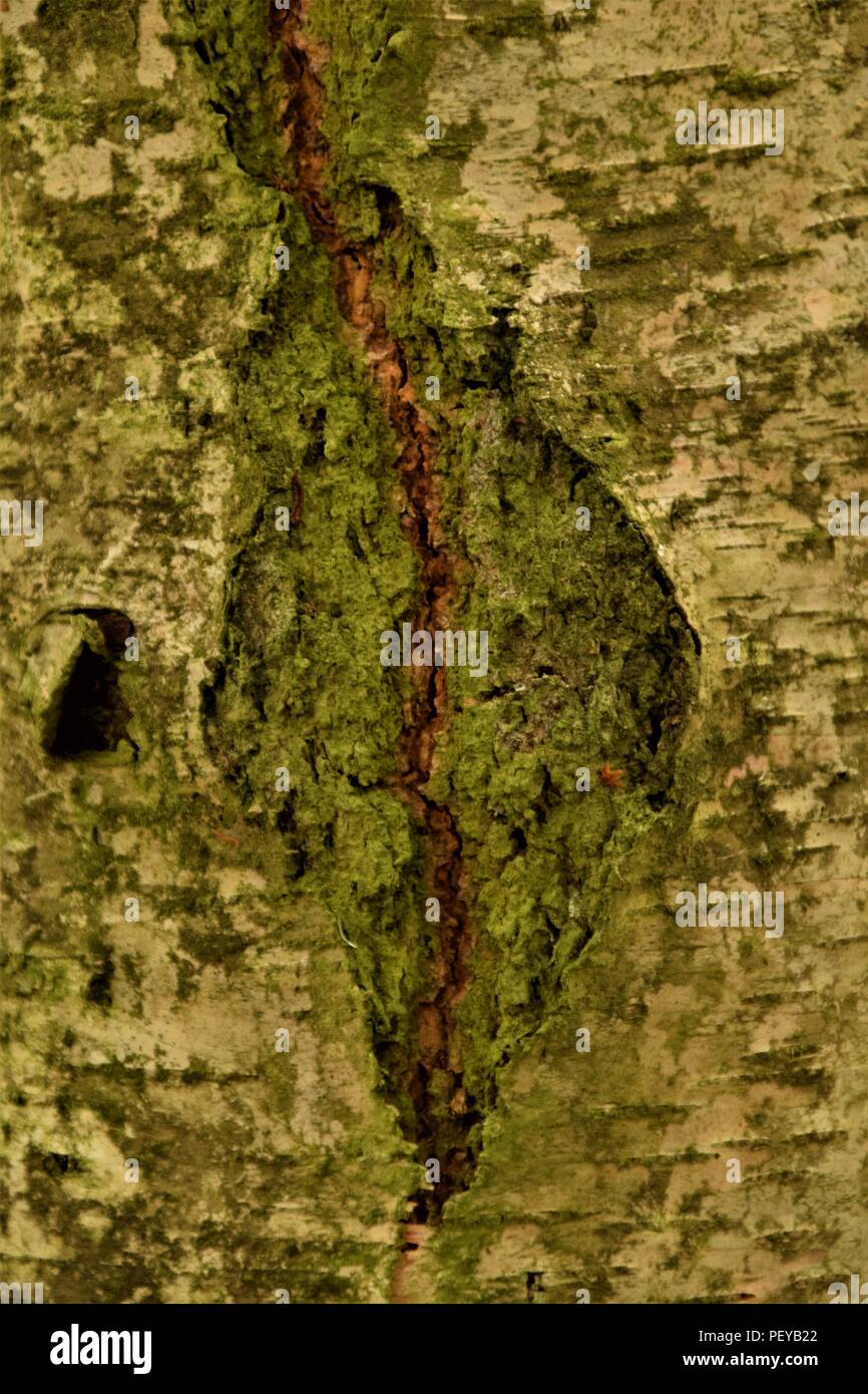Baum-Rinde-Textur Stockfoto