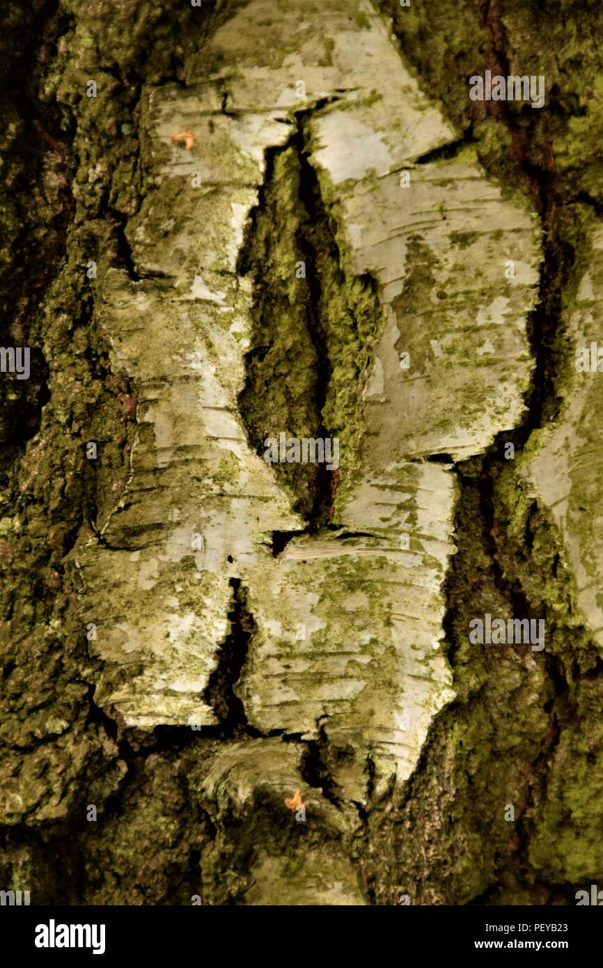 Baum-Rinde-Textur Stockfoto