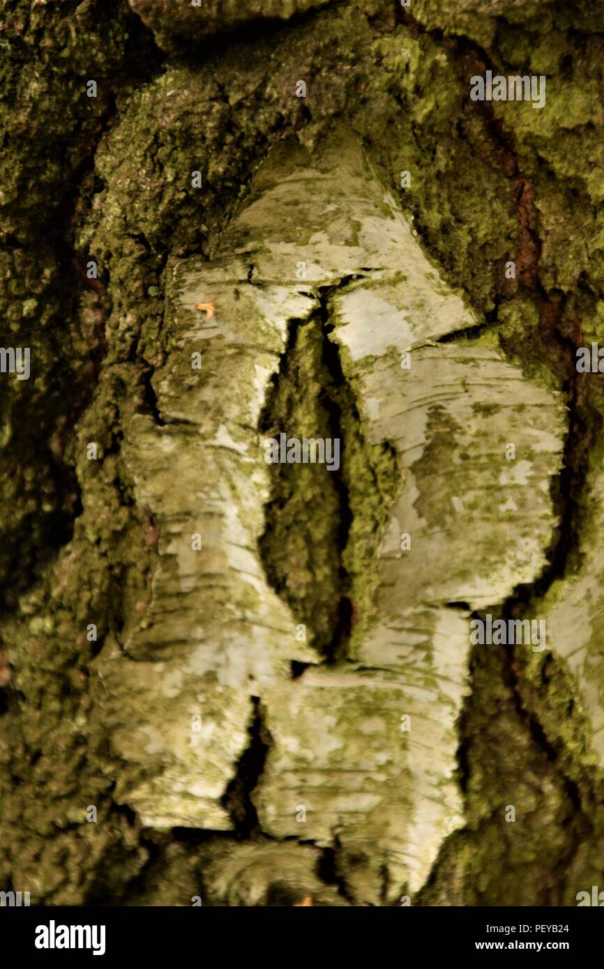 Baum-Rinde-Textur Stockfoto
