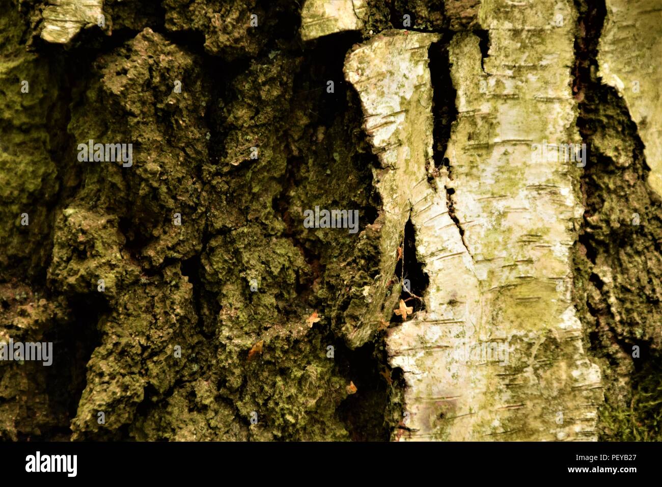 Baum-Rinde-Textur Stockfoto