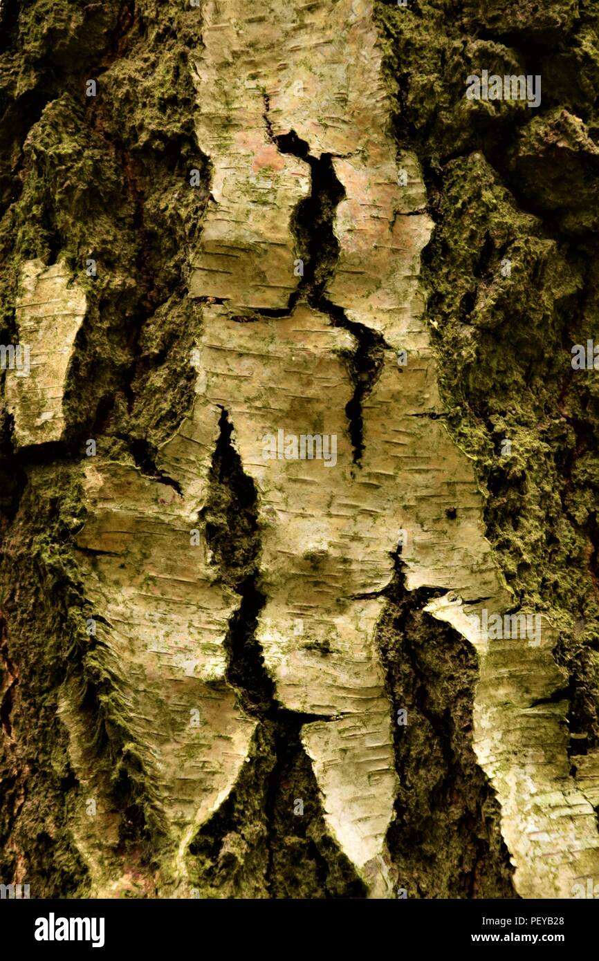 Baum-Rinde-Textur Stockfoto