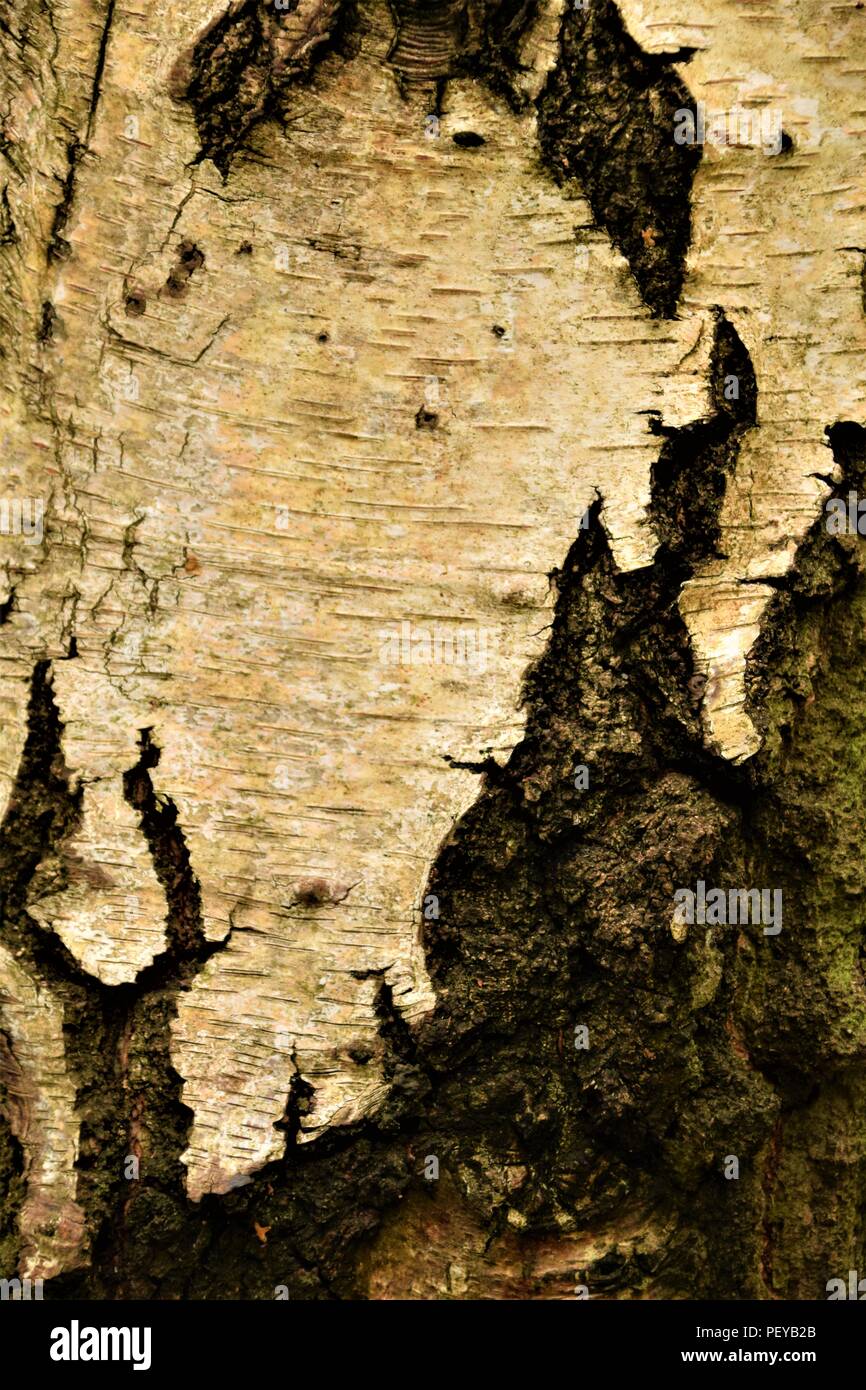 Baum-Rinde-Textur Stockfoto